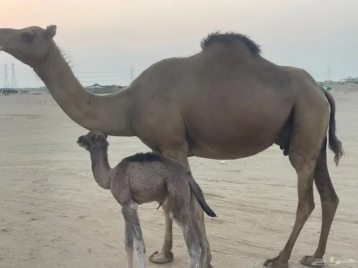 ناقة ساحلية خلفة مصغر منوة القاني تبارك الرحمن.. 5