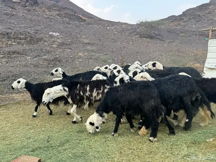 ضان نجد مراح واحد 6