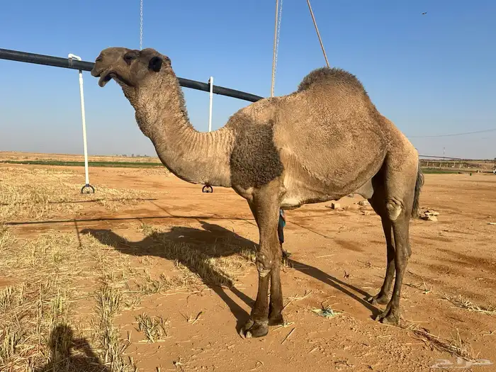 للبيع فحل اصفر 0