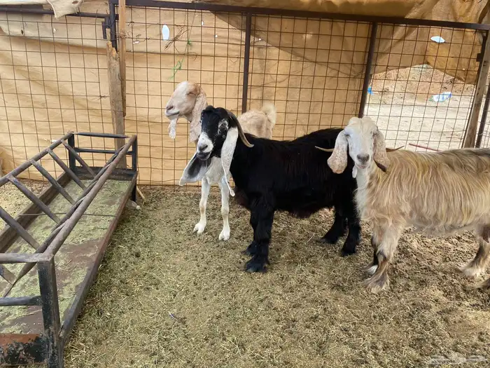 معزاء دفيع شرط 12