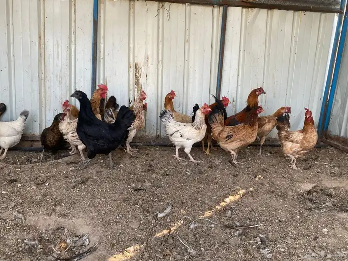 دجاج بلدي بياض 3