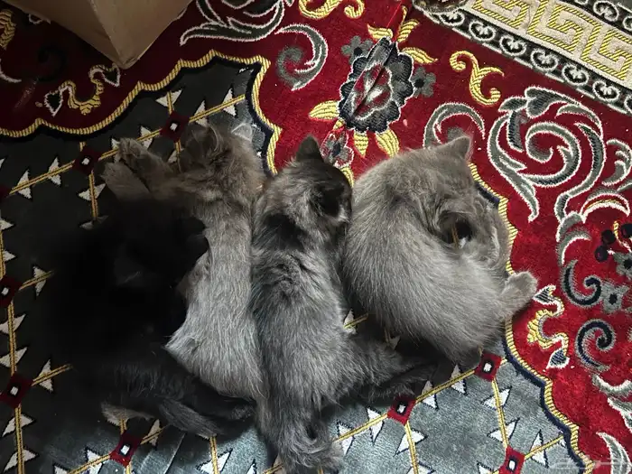 قطط من نوع هملايا العمر شهر و أسبوعين الحد 500 للواحد 2