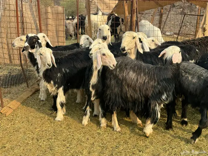 الرخال النجد الفاخره والمراح 7