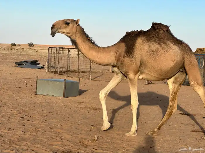 للبيع فحل اصفر 3