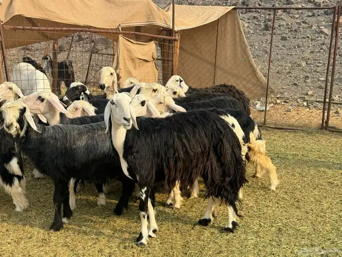 الرخال النجد الفاخره والمراح 8