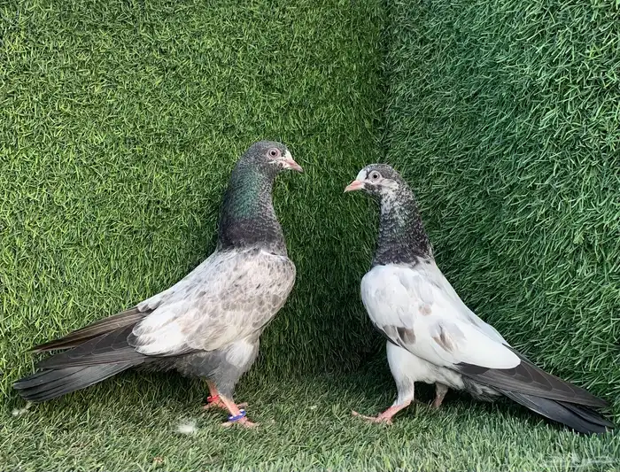 طبات تيديات Top تم البيع 7