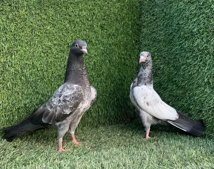 طبات تيديات Top تم البيع 12