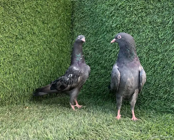 طبات تيديات Top تم البيع 3