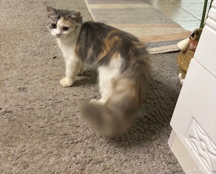 قطه كاليكو 1