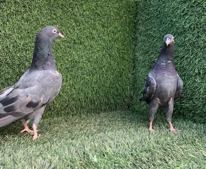 طبات تيديات Top تم البيع 4