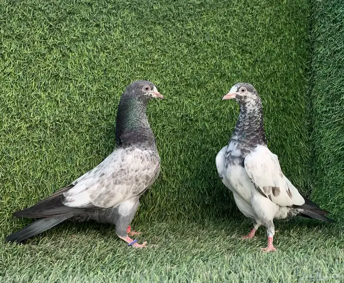 طبات تيديات Top تم البيع 6