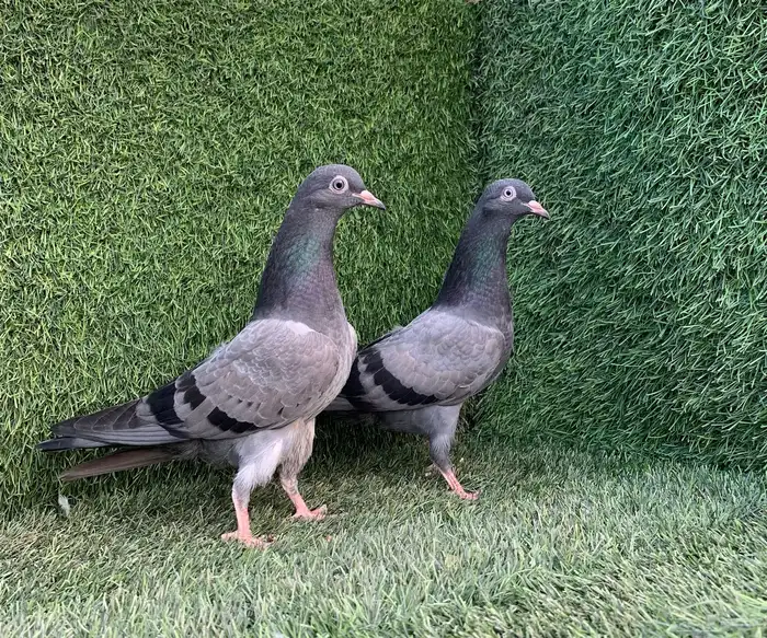 طبات تيديات Top تم البيع 11