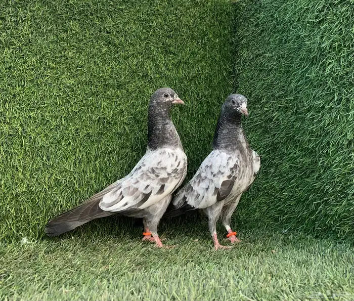 طبات تيديات Top تم البيع 2