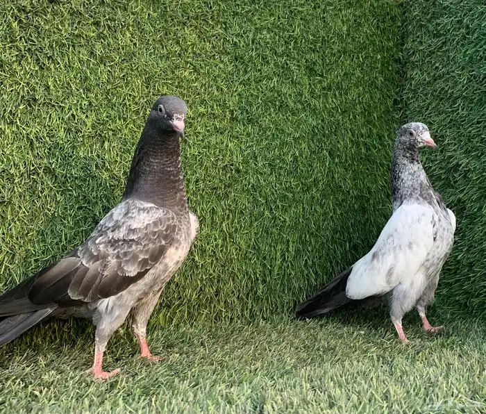 طبات تيديات Top تم البيع 14