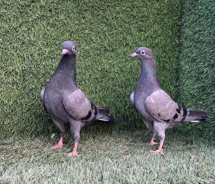 طبات تيديات Top تم البيع 9