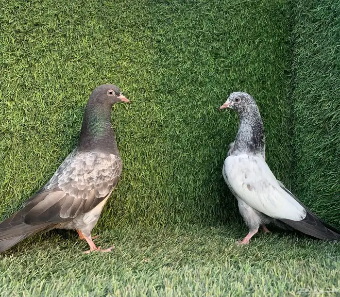 طبات تيديات Top تم البيع 13