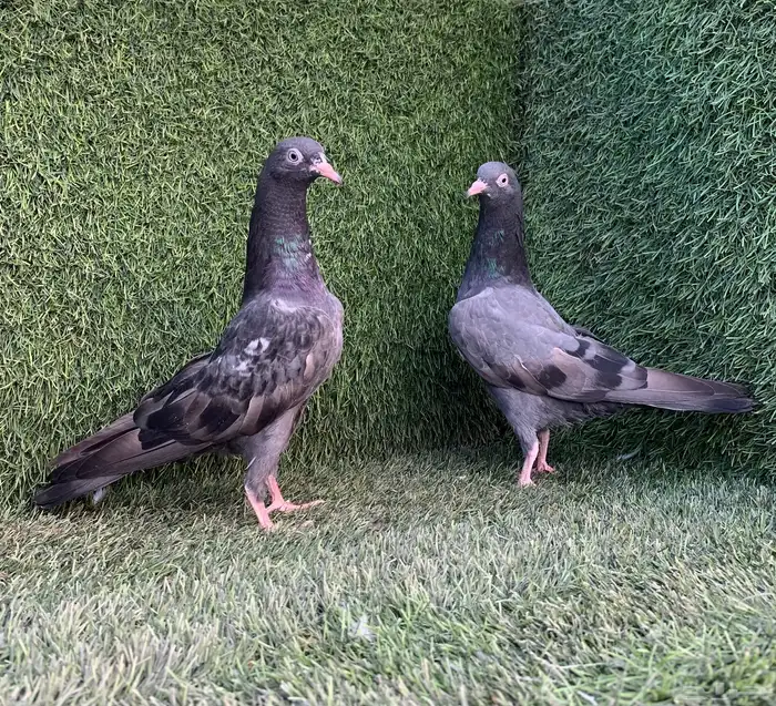 طبات تيديات Top تم البيع 5