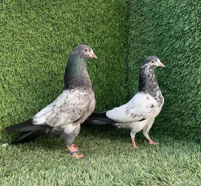 طبات تيديات Top تم البيع 8