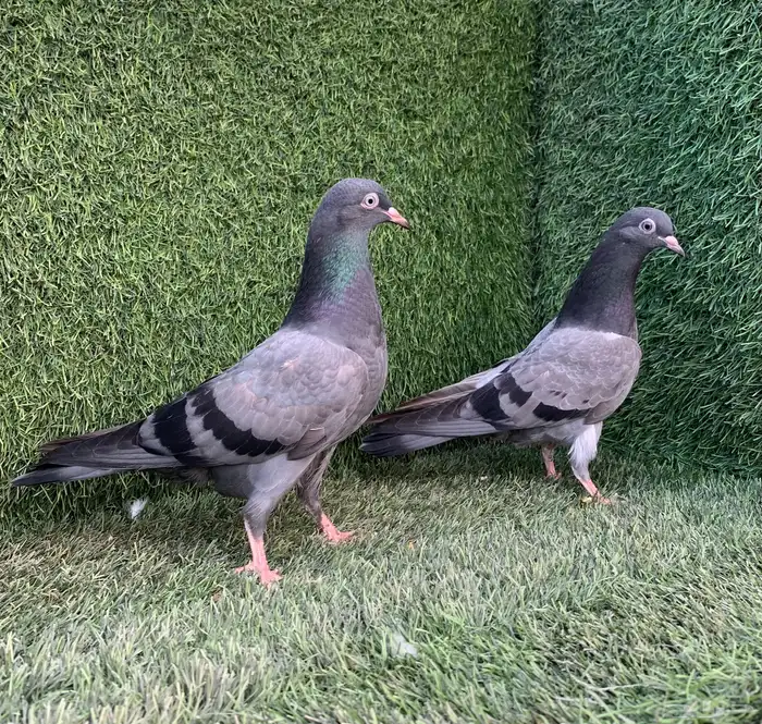 طبات تيديات Top تم البيع 10