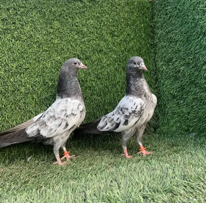 طبات تيديات Top تم البيع 1