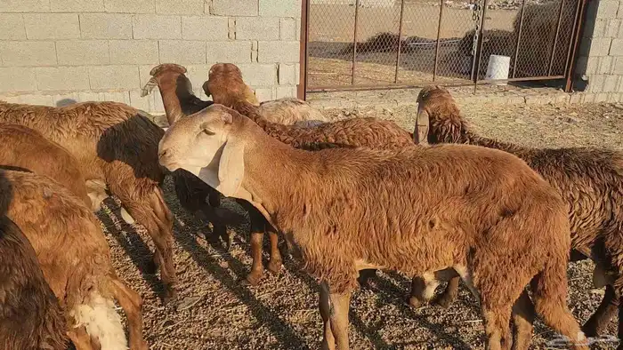 ذبايح حري سواكن زواجات مناسبه عقيقة ثلاجه مسلخ بالموقع مجهز 17