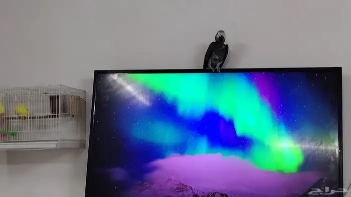 كاسكو اليف وهادي جدا و متكلم عمره سنه ونص للجاد على اسوم 6