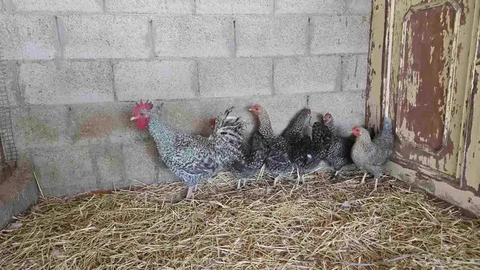 دجاج تركي لون مميز (فواخر ) 3