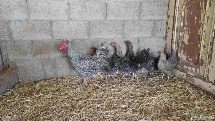 دجاج تركي لون مميز (فواخر ) 1