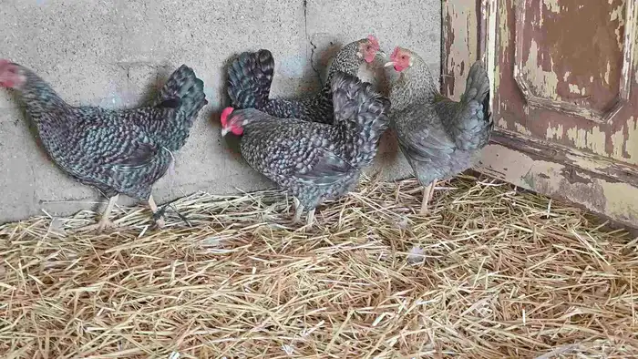 دجاج تركي لون مميز (فواخر ) 4