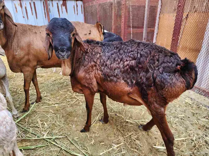 للبيع 3 فحول بربري 0