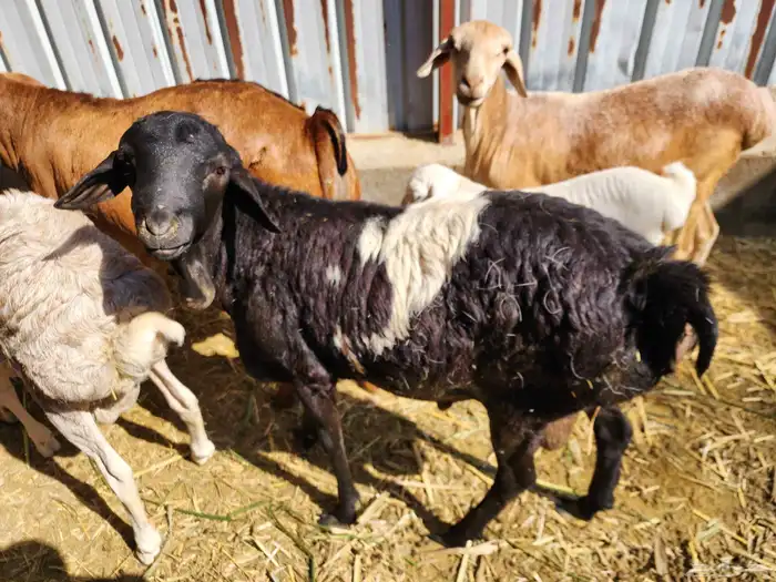 للبيع 3 فحول بربري 1