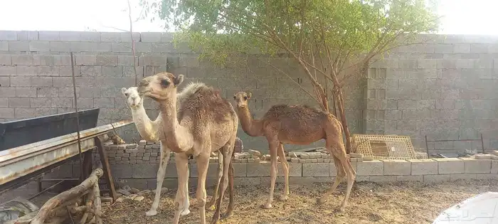 قعود على البيع 0