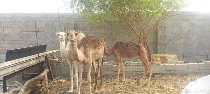 قعود على البيع 1