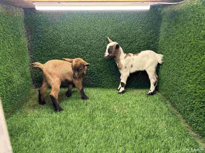 الماعز القزم (جفرة وتيس جوز) عمر شهر الاحساء 3