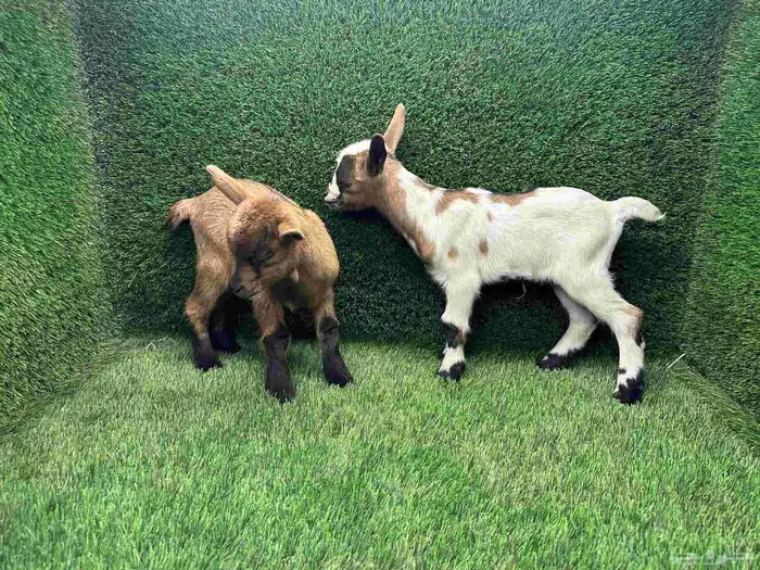 الماعز القزم (جفرة وتيس جوز) عمر شهر الاحساء 2