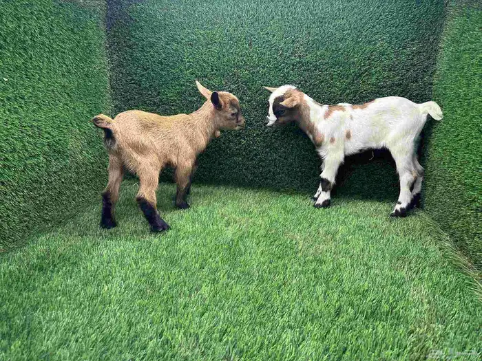 الماعز القزم (جفرة وتيس جوز) عمر شهر الاحساء 4