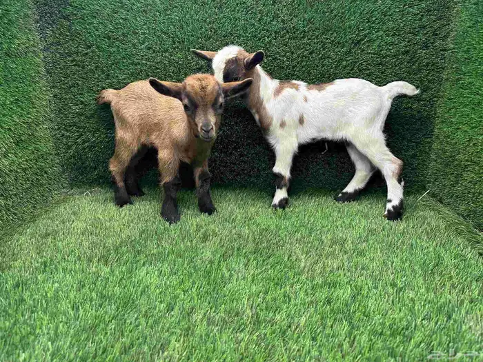 الماعز القزم (جفرة وتيس جوز) عمر شهر الاحساء 0