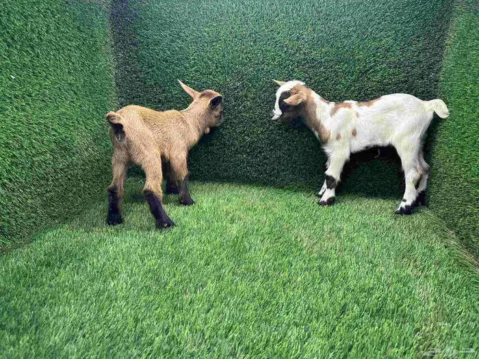 الماعز القزم (جفرة وتيس جوز) عمر شهر الاحساء 1