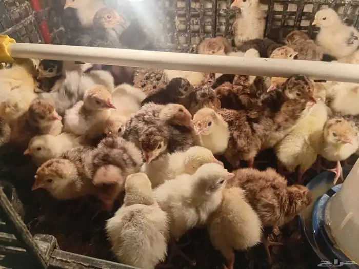 يوجد البط بكيني يوجد رومي صغير 0