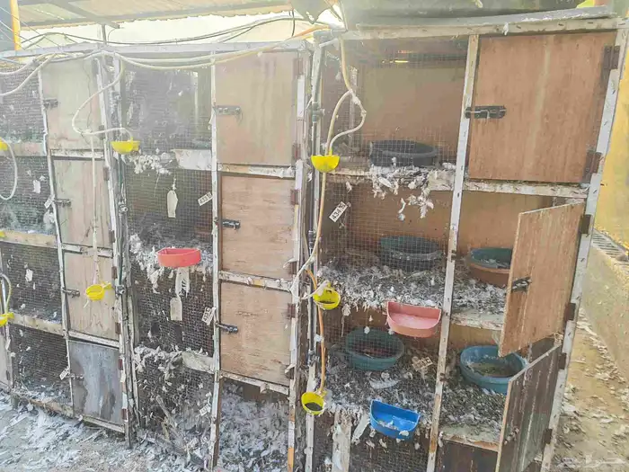 محاكر و اعين عيون للدواجن و الحمام 2