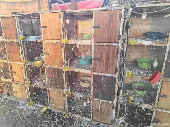 محاكر و اعين عيون للدواجن و الحمام 6