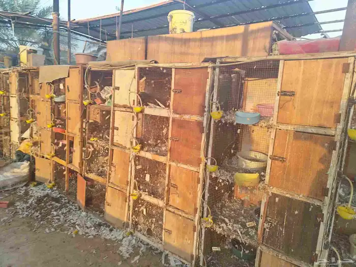 محاكر و اعين عيون للدواجن و الحمام 3