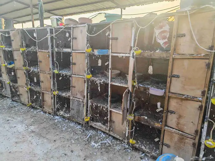 محاكر و اعين عيون للدواجن و الحمام 1