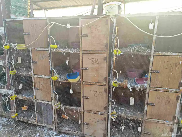 محاكر و اعين عيون للدواجن و الحمام 0