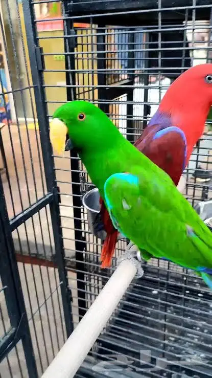 جوز اكلكتوس منتج اكبر من الكاسكو 0