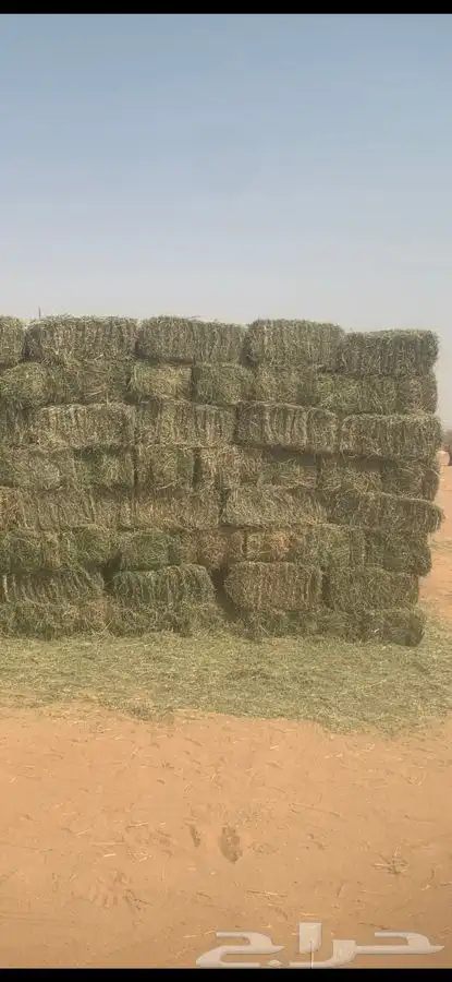 برسيم بسعر الجملة شمال جدة 0