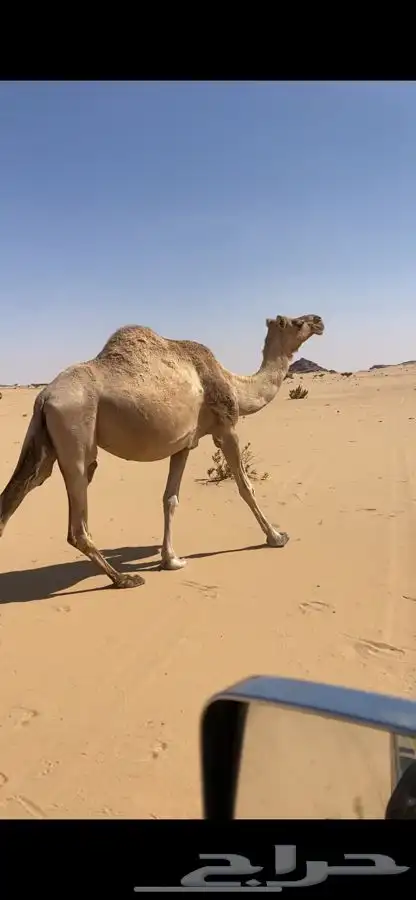 لقحه ام رابع تنتج باقي اقل من شهر مشروطه للبيع 1