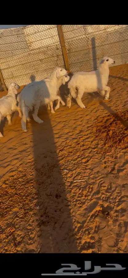 خروفين ورخل حري 0