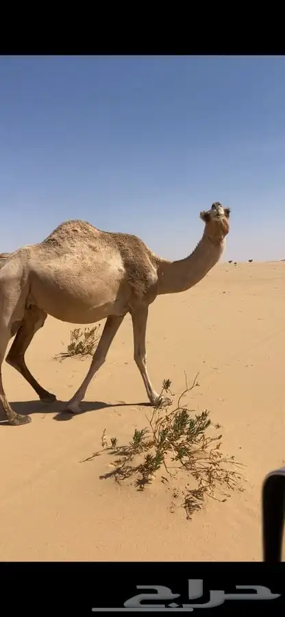 لقحه ام رابع تنتج باقي اقل من شهر مشروطه للبيع 0