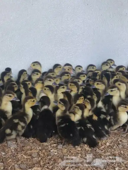 بيض بط بلدي 5